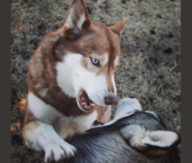Photo of Asha, a Siberian Husky and German Shepherd Dog mix in Sioux Falls, South Dakota, USA