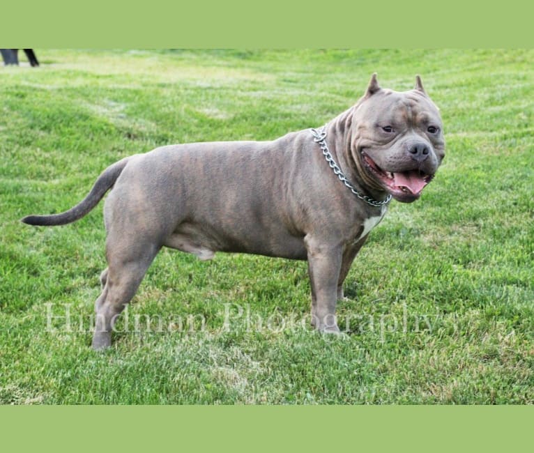 Jax american cheap bully