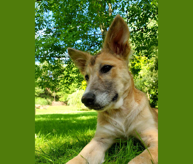 Nelson, an Arabian Village Dog tested with EmbarkVet.com