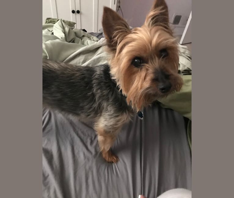 Diesel, a Silky Terrier tested with EmbarkVet.com