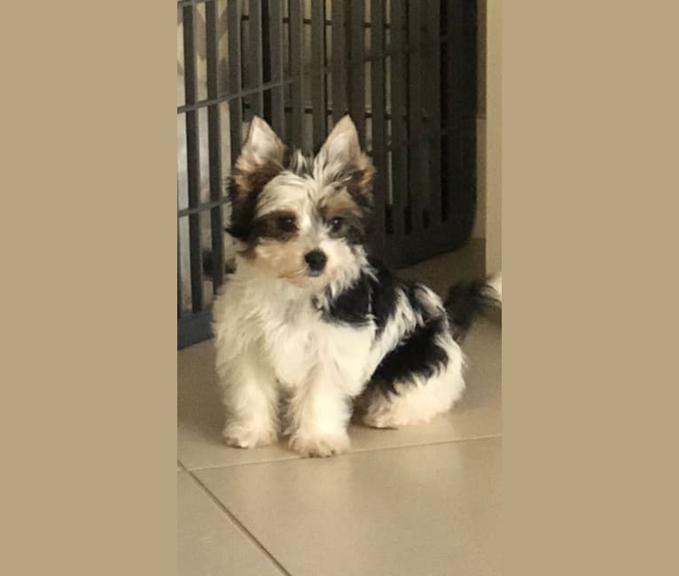 Adella, a Biewer Terrier tested with EmbarkVet.com