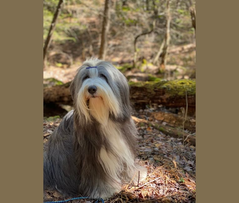 Photo of Sapphire, a Bearded Collie  in Ontario, Canada