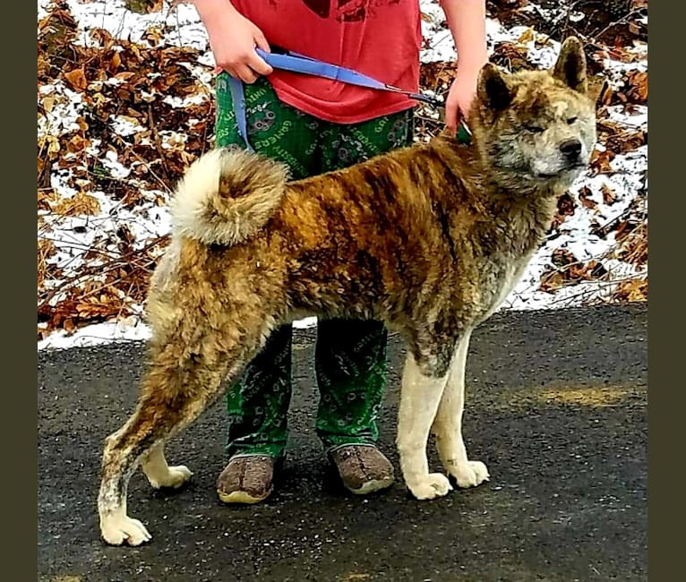 Red and silver brindle on sale akita