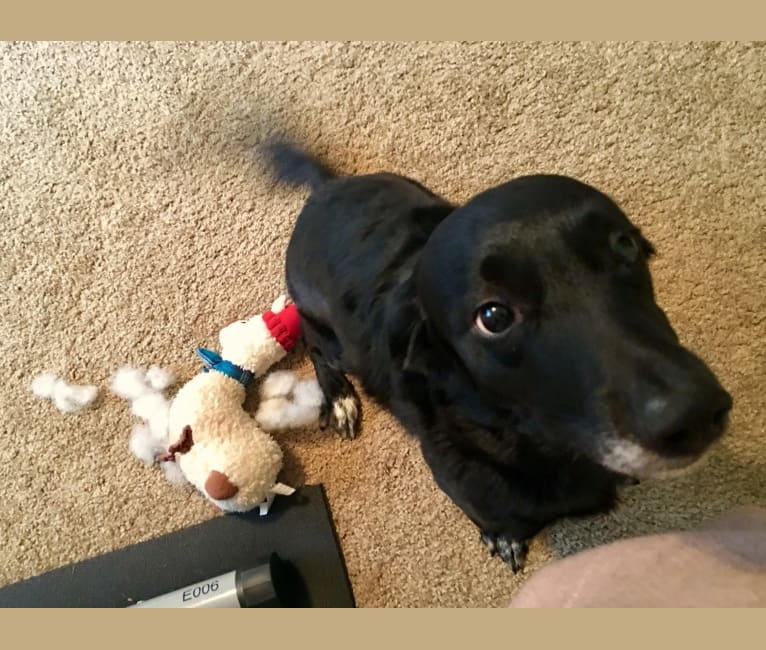 chihuahua labrador retriever mix