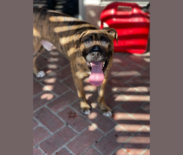 Photo of Milo, a Boxer, Siberian Husky, and Mixed mix in Anaheim, California, USA