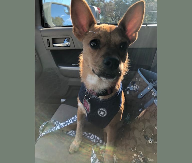 Callister, an Australian Cattle Dog and Chihuahua mix tested with EmbarkVet.com
