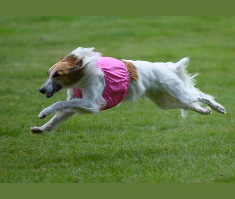 Photo of Stetson, a Silken Windhound  in Redmond, WA, USA