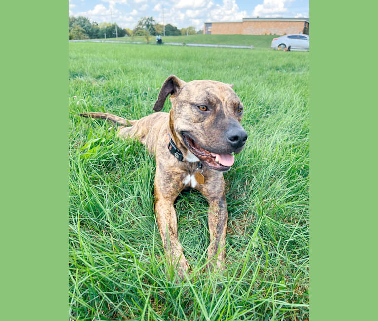 Photo of Tiger, an American Pit Bull Terrier  in Lansing, Michigan, USA