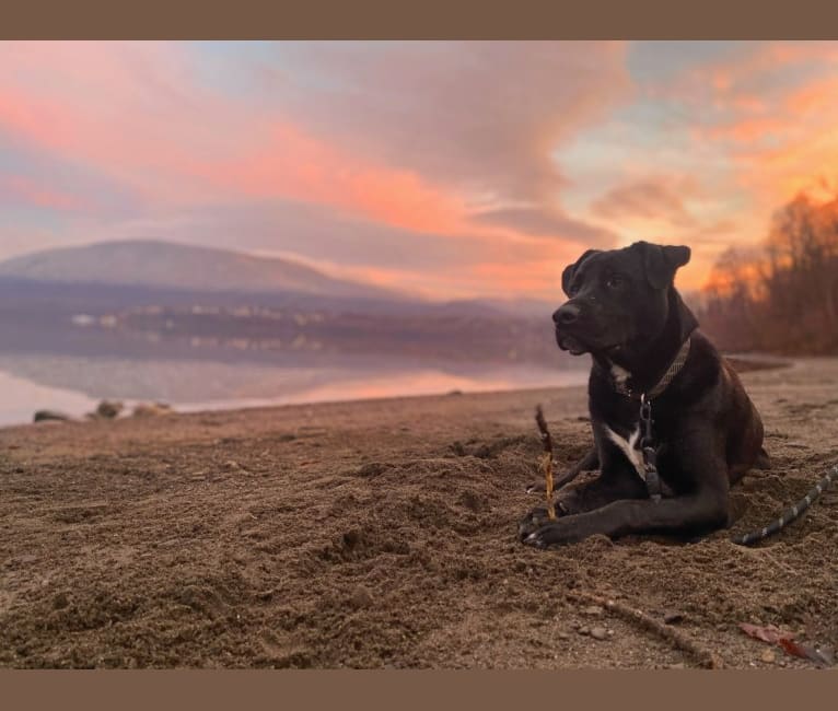 Mooshie, an American Pit Bull Terrier and German Shepherd Dog mix tested with EmbarkVet.com