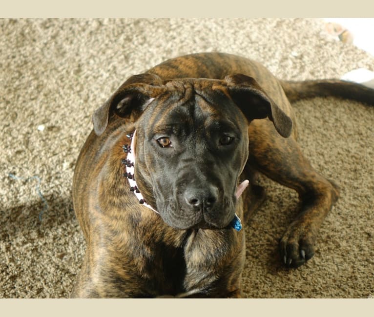 Nala, a Perro de Presa Canario tested with EmbarkVet.com