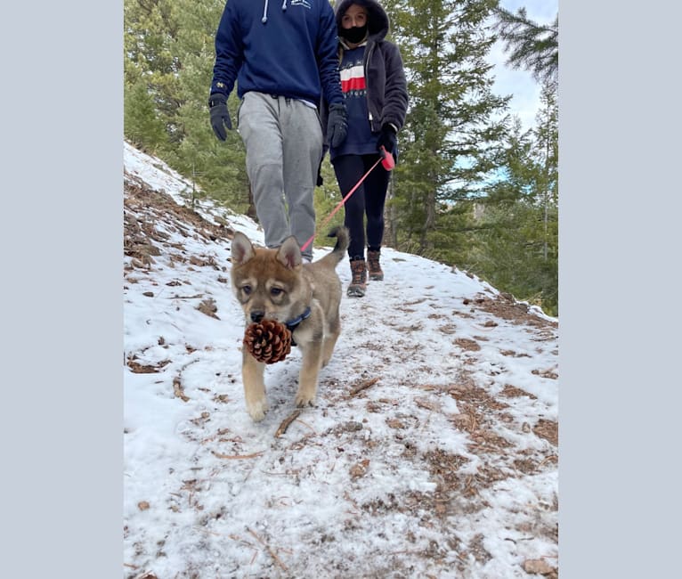 Photo of Stella, an Alaskan Klee Kai, Shiba Inu, and American Eskimo Dog mix in Lamar, Colorado, USA