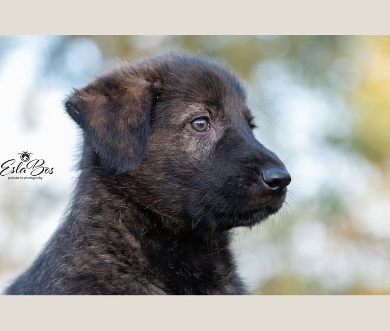 Amber, a German Shepherd Dog and Irish Wolfhound mix tested with EmbarkVet.com