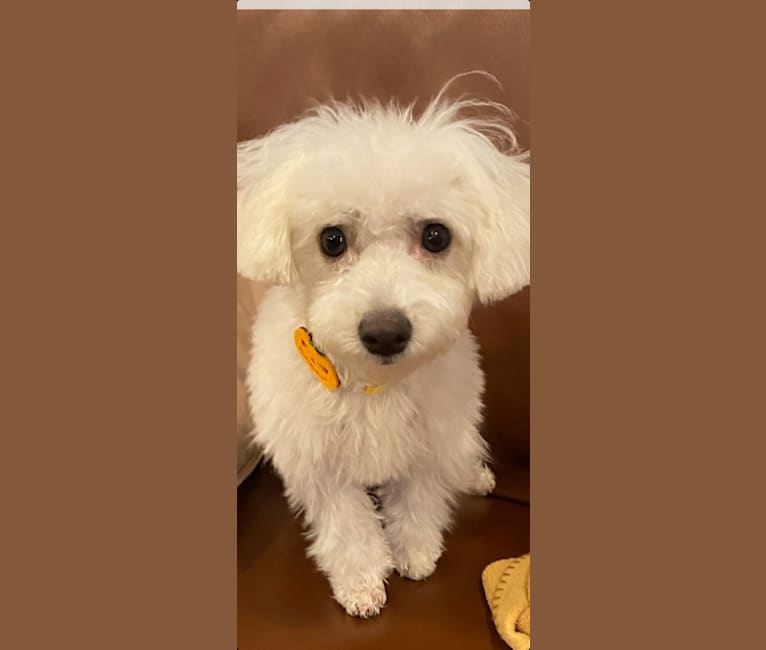 Hershey, a Bichon Frise and Poodle (Small) mix tested with EmbarkVet.com
