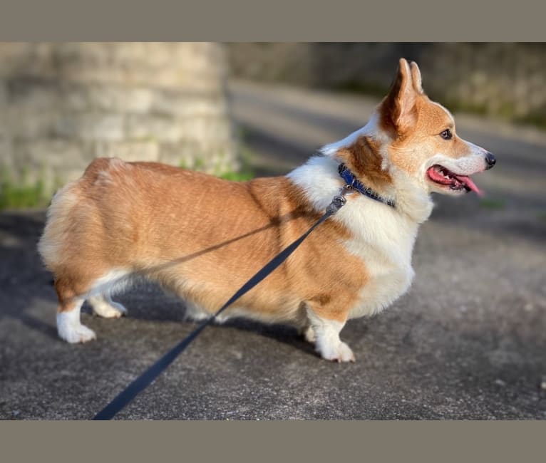 Kudzu (Zuzu), a Pembroke Welsh Corgi tested with EmbarkVet.com