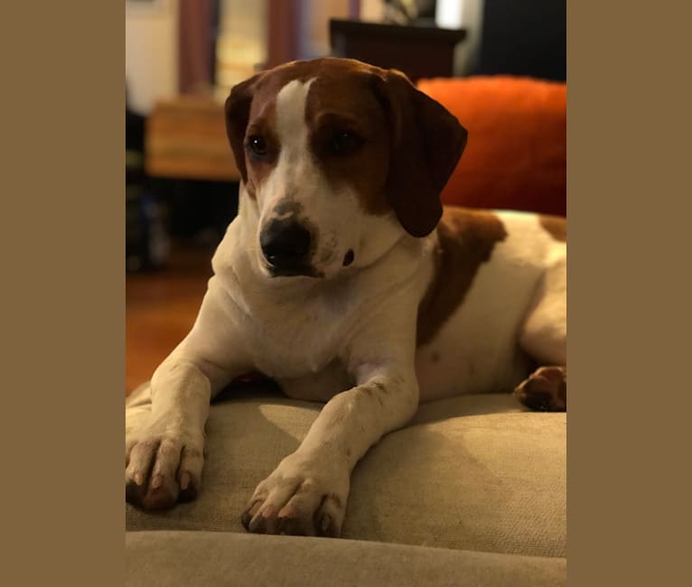Photo of Ruthie, a Treeing Walker Coonhound  in Knoxville, TN, USA