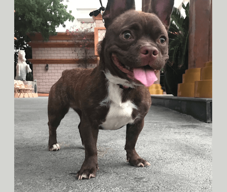 Bulldog chihuahua sales