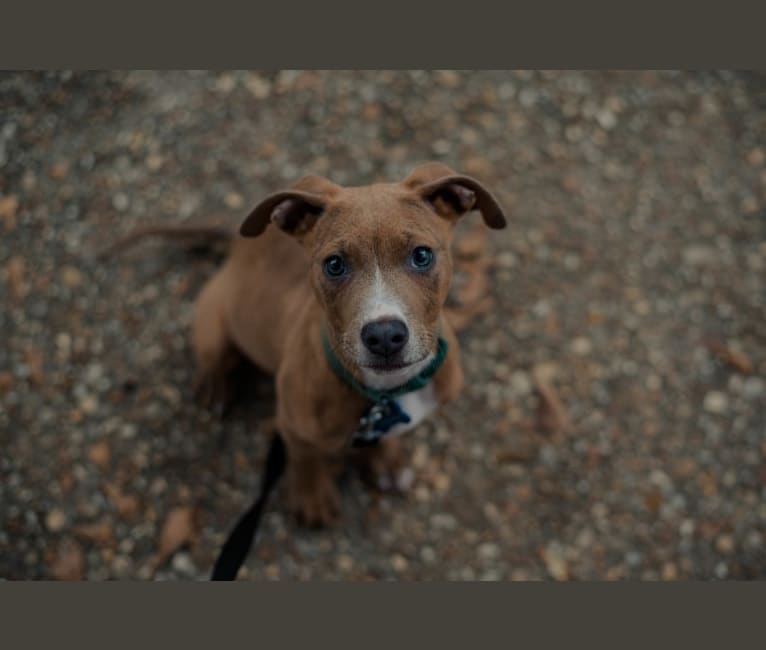 Photo of Bhodi, an American Pit Bull Terrier, Rottweiler, and Boxer mix in Columbus, Georgia, USA