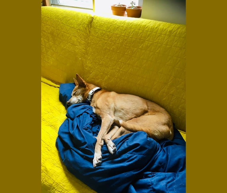 Aidan, a Chihuahua and German Shepherd Dog mix tested with EmbarkVet.com