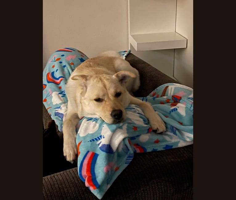 Nala, a Labrador Retriever and Chow Chow mix tested with EmbarkVet.com