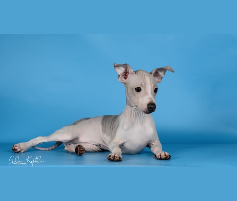 MIA, an American Hairless Terrier tested with EmbarkVet.com