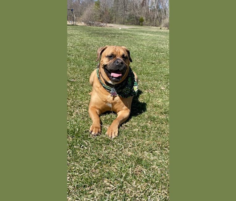 Zoey, a Bullmastiff tested with EmbarkVet.com