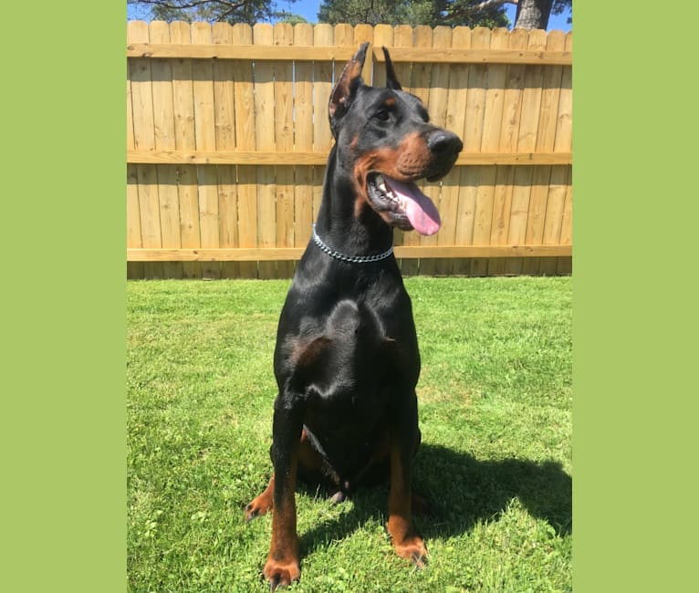 Von schwarz european cheap doberman kennel