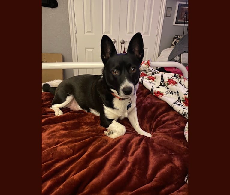 Photo of Cooper, a Pembroke Welsh Corgi, Russell-type Terrier, Border Collie, and Australian Cattle Dog mix in Dallas, TX, USA