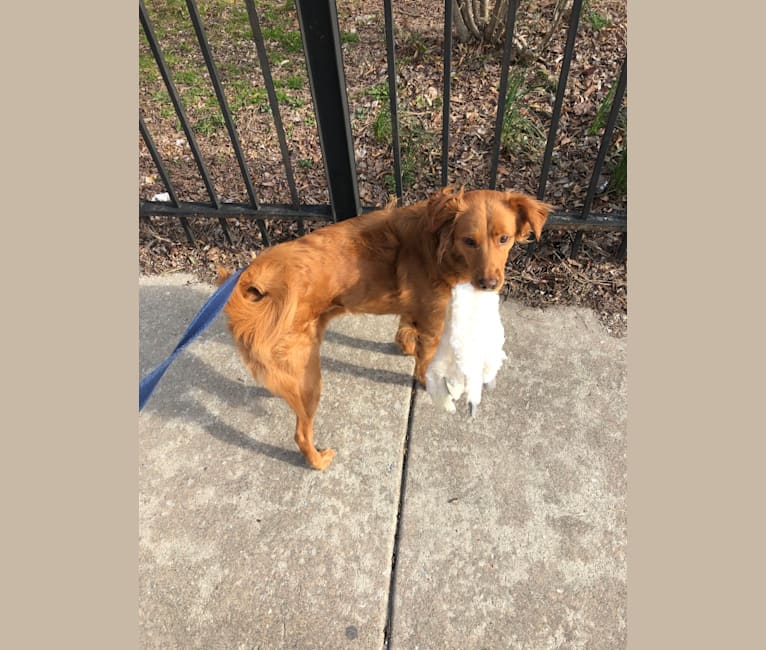 Luna, a Labrador Retriever and Chow Chow mix tested with EmbarkVet.com