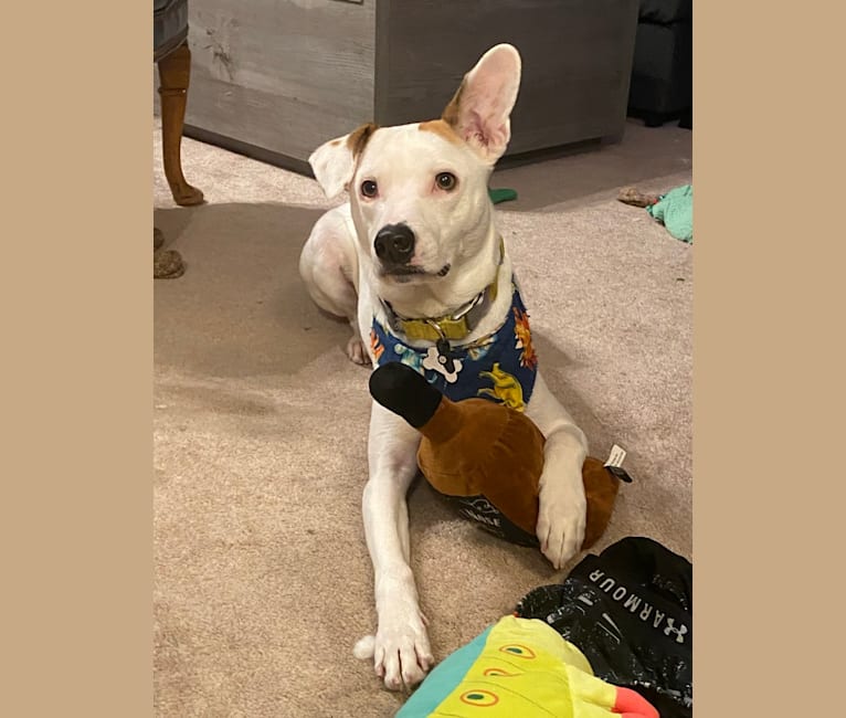 Pete, a Rat Terrier and American Pit Bull Terrier mix tested with EmbarkVet.com