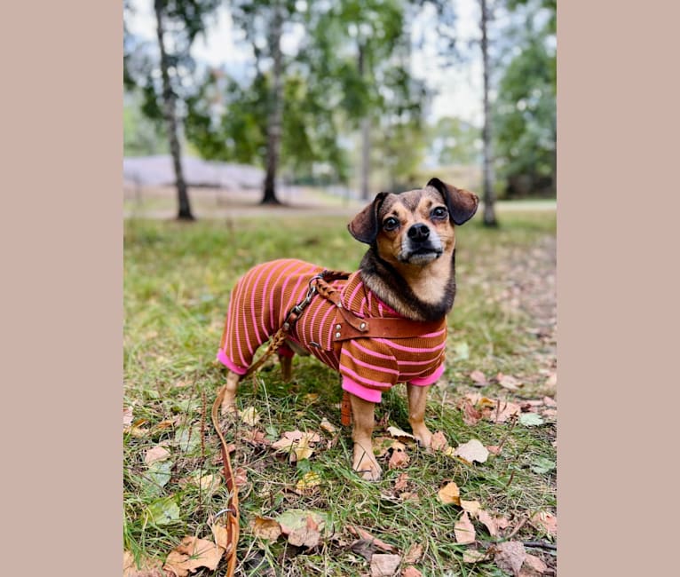 Photo of Topolino, an Eastern European Village Dog  in Kaunas, Lithuania