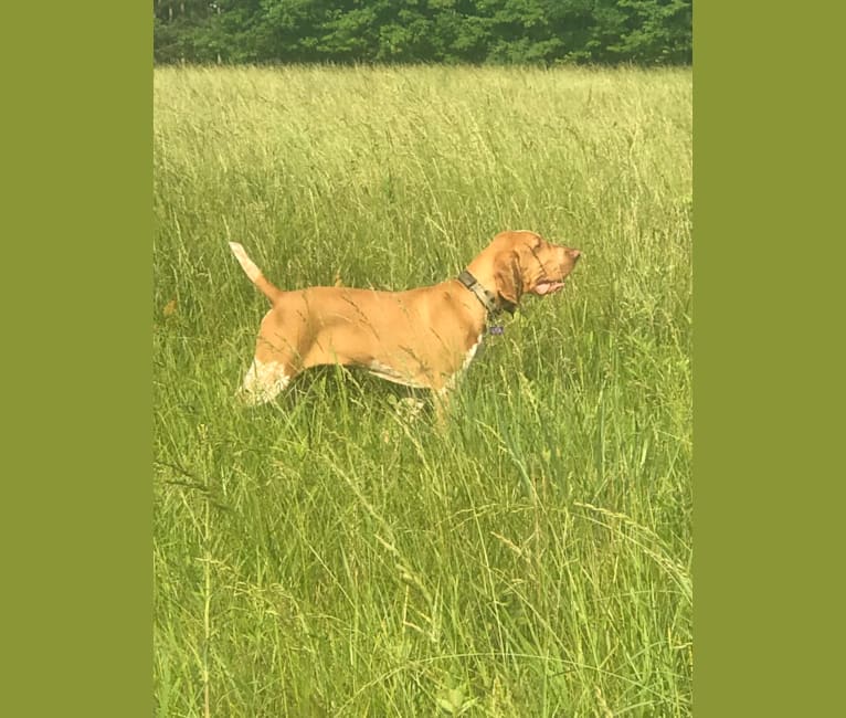 Archie, a Bracco Italiano tested with EmbarkVet.com