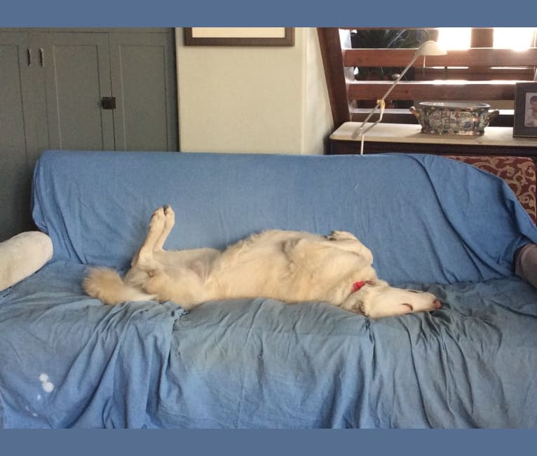 Pearl, an Anatolian Shepherd Dog and Great Pyrenees mix tested with EmbarkVet.com