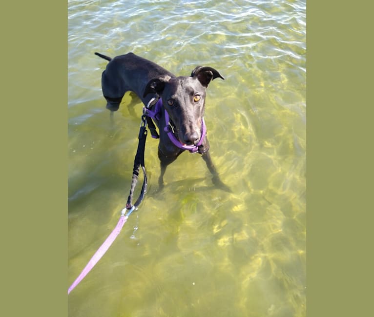 Chani, a Greyhound tested with EmbarkVet.com