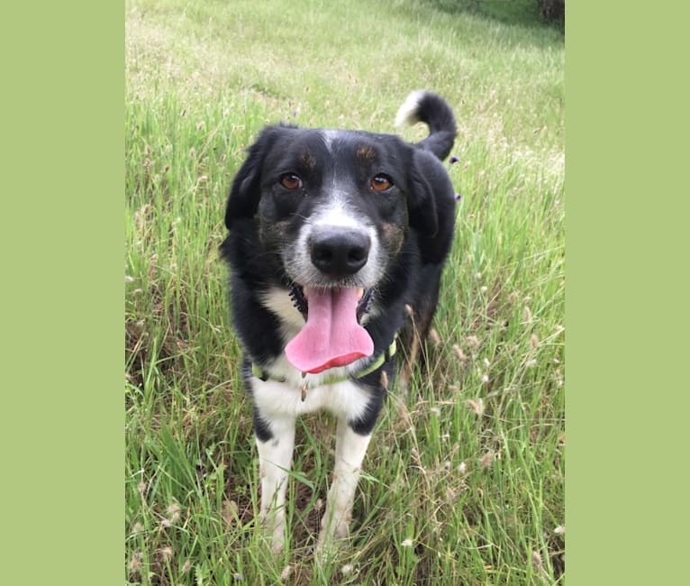 Happ, an Australian Shepherd and Border Collie mix tested with EmbarkVet.com