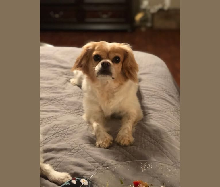 Charlie, a Cavalier King Charles Spaniel and Chihuahua mix tested with EmbarkVet.com