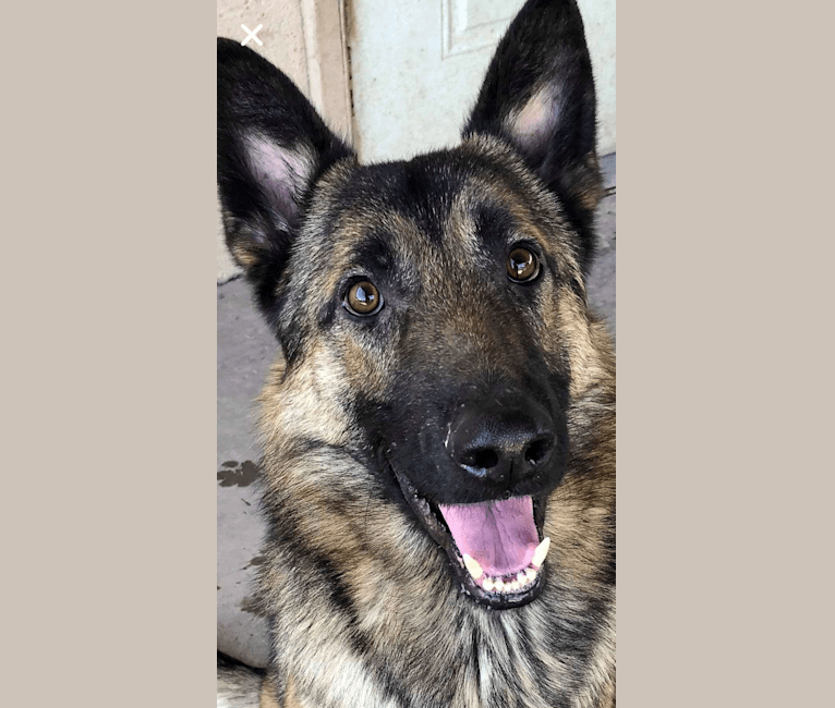 Munch, a German Shepherd Dog and Belgian Malinois mix tested with EmbarkVet.com