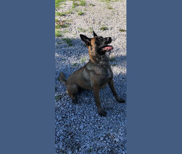 embark dog dna test breed