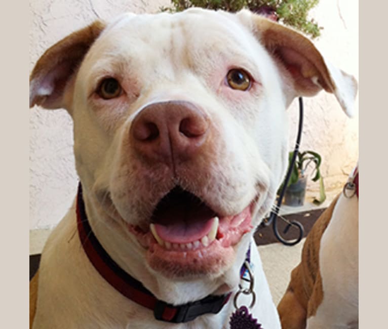 Lola, an American Pit Bull Terrier and Boxer mix tested with EmbarkVet.com