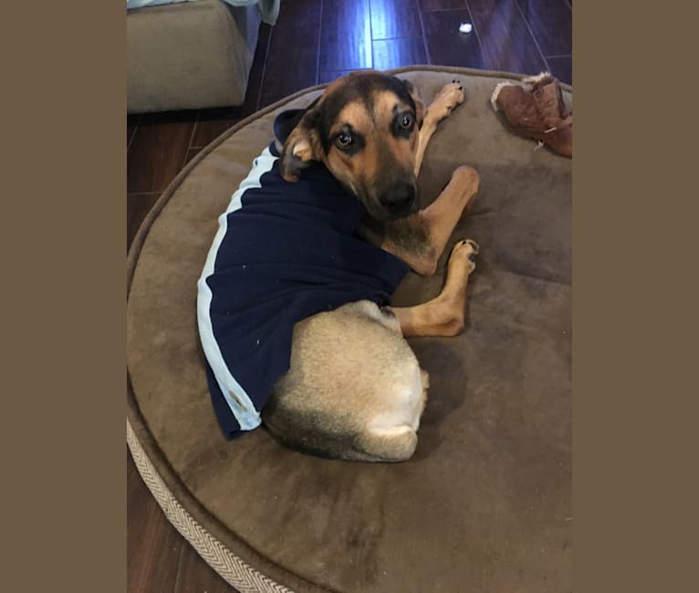 Jake Finn, a Catahoula Leopard Dog and German Shepherd Dog mix tested with EmbarkVet.com