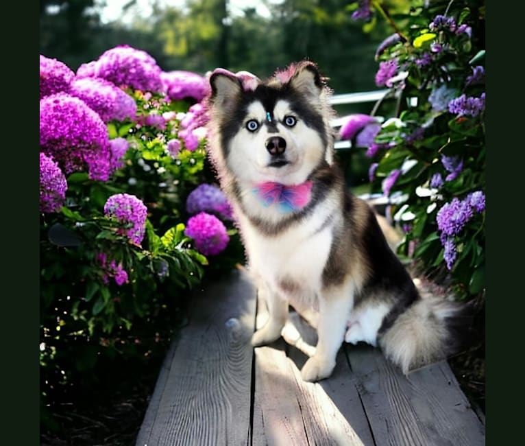 Brady, a Pomsky tested with EmbarkVet.com