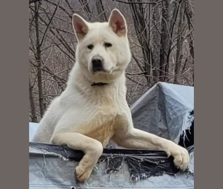 Photo of Ice, an Akita  in Lonaconing, MD, USA