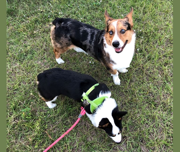 Half corgi half australian shepherd 2025