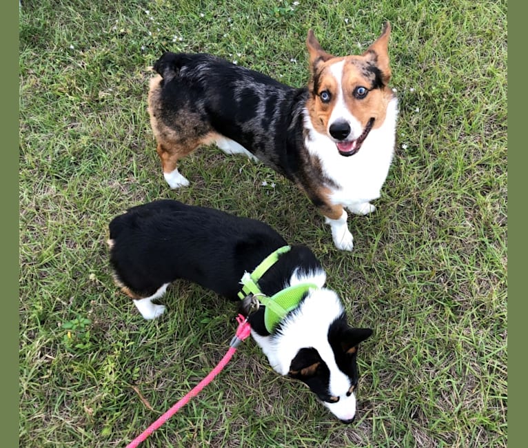 Merlin, a Miniature/MAS-type Australian Shepherd and Pembroke Welsh Corgi mix tested with EmbarkVet.com