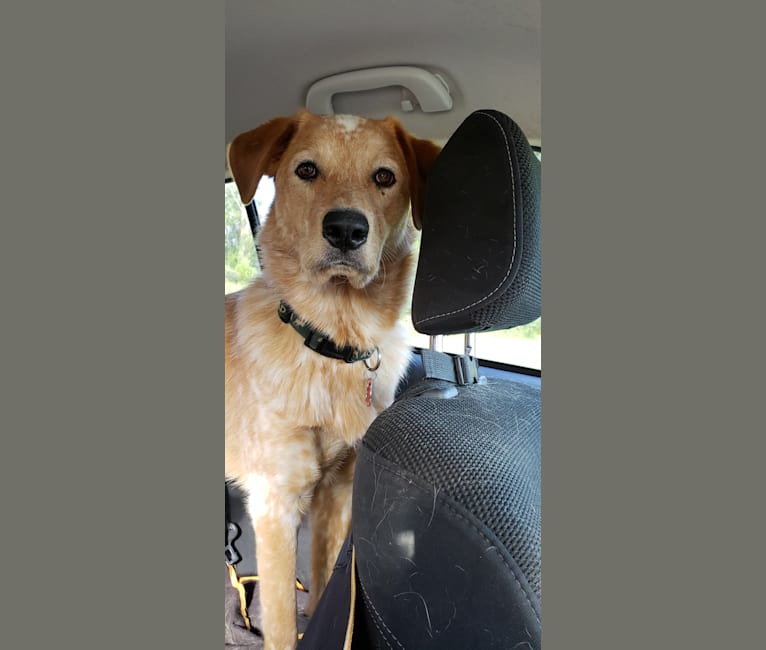 Australian cattle dog golden retriever mix online
