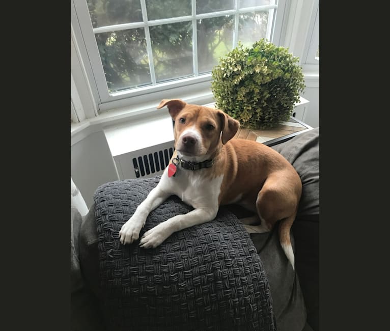 Photo of Georgia, a Russell-type Terrier, Chinese Shar-Pei, American Bulldog, Boston Terrier, and Mixed mix in Georgia, USA