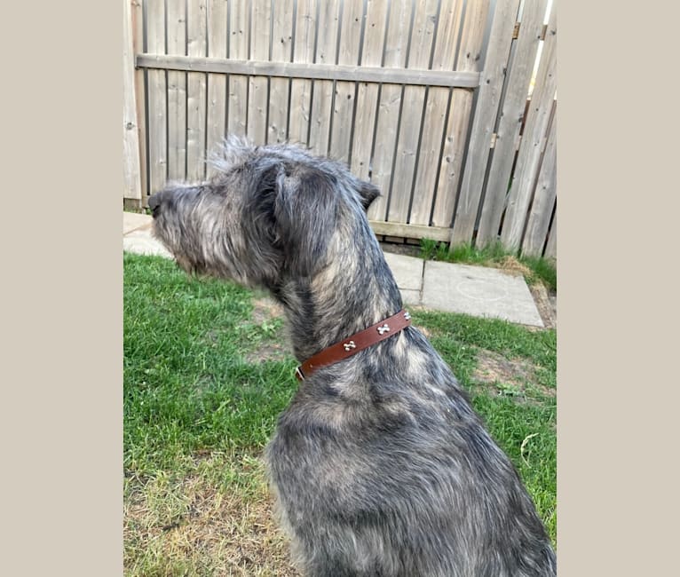 Highland wolfhounds sales