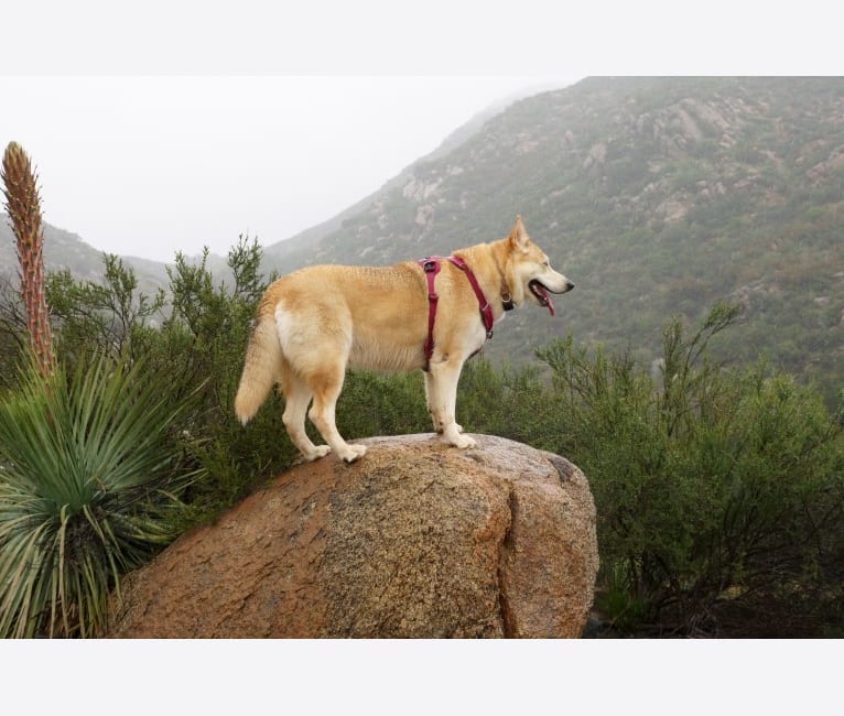 Shelby, a German Shepherd Dog and Siberian Husky mix tested with EmbarkVet.com
