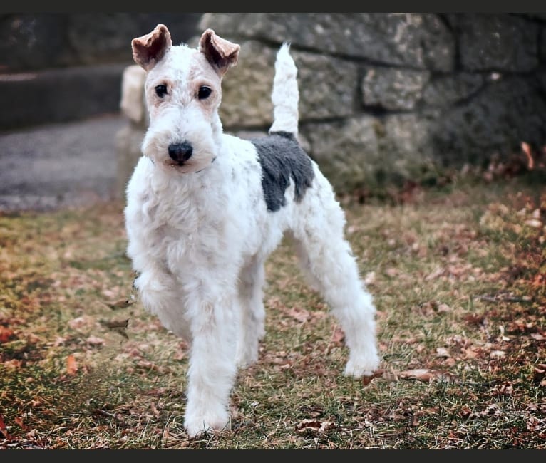 Django, a Wire Fox Terrier tested with EmbarkVet.com