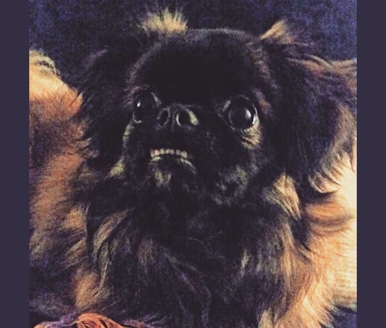 Rango, a Tibetan Spaniel and Papillon mix tested with EmbarkVet.com