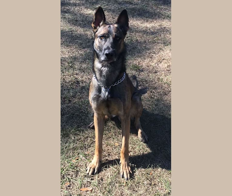 Jagger, a Belgian Malinois and German Shepherd Dog mix tested with EmbarkVet.com